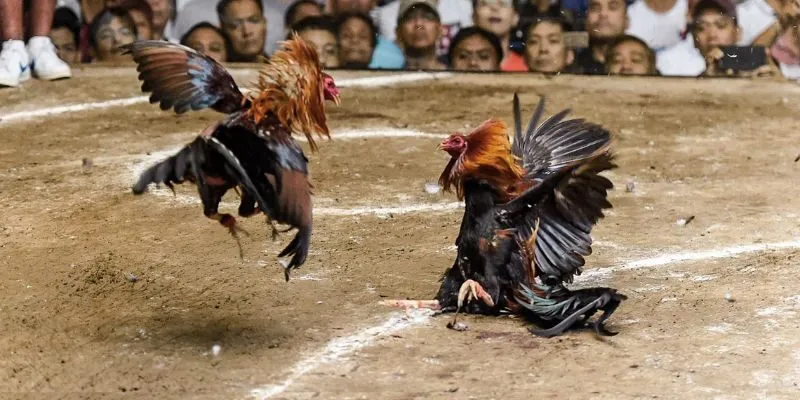 Bí quyết đặt cược đá gà Peru hiệu quả để gia tăng tỷ lệ chiến thắng Bí quyết đặt cược đá gà Peru hiệu quả để gia tăng tỷ lệ chiến thắng