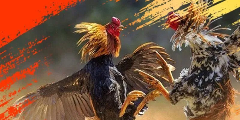 Vì sao đá gà nòi được xem là môn thể thao dân gian hấp dẫn? Vì sao đá gà nòi được xem là môn thể thao dân gian hấp dẫn?