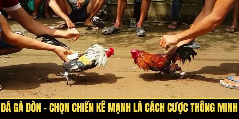 Đá Gà Đòn – Chọn Chiến Kê Mạnh Là Cách Cược Thông Minh