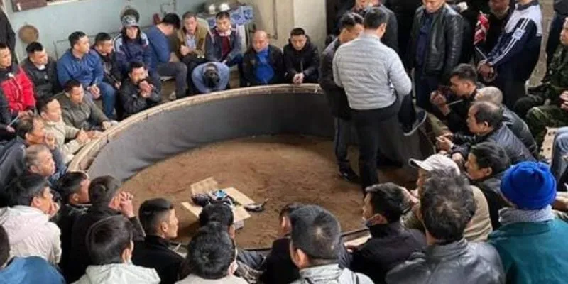 Điều gì khiến trường gà Campuchia thu hút giới đam mê đá gà?